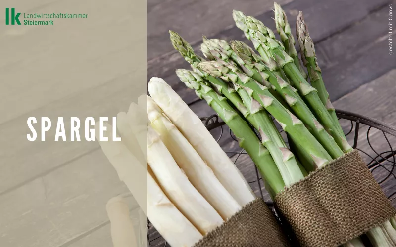 Spargel